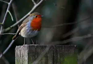 Noty Na Flétnu