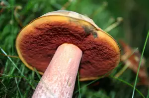 Klouzek